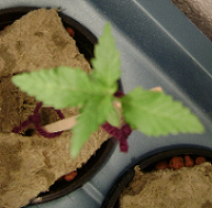 Top view of one plant
