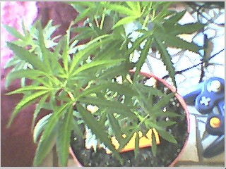 new leaves are lighter green since 12/12 a week ago
