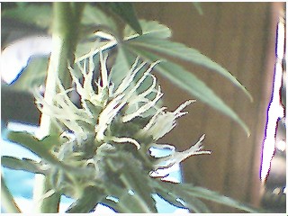 down the stem there are smaller and smaller buds...about 20 total on this 1 plant