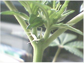 hairs below the buds...reachin for male pollen...