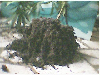 he came outa the ground nice,,,i tried not to leave any roots behind cause Gravity and The Claw are still in same pot