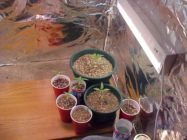 My soil plants