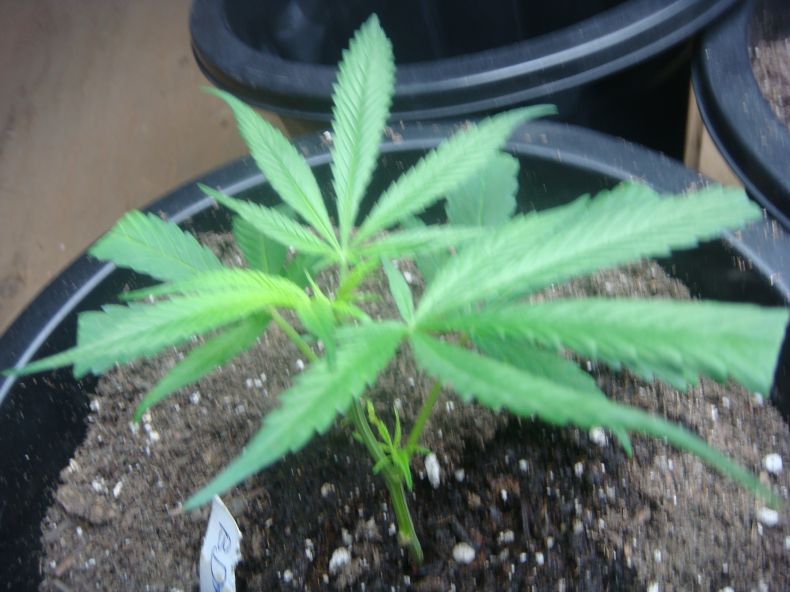 Blue Dream Mother @ 10 Days supposed to yeild 2-3lbs indoors 