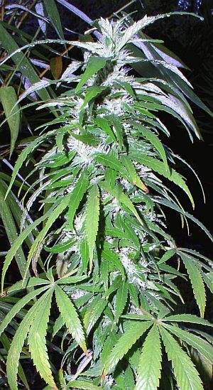 Thisis a great example of a delicious, maturing bud.