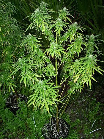 This plant has a bluish tint. The buds are swelling and getting more dense every day. I have included a close-up of these buds in my picture gallery. (See Picture 