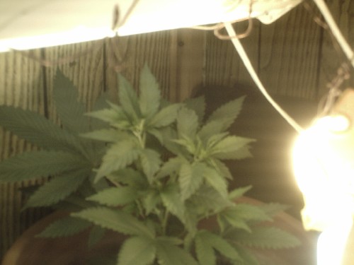 plant is 4 1/2 weeks old and is recieving 250 ml of water whenever the top layer of the medium is dry. The plant is fertilized 10ml of miracle grow pour and feed every other day. plant is misted twice daily. this is about one week from when the plant was toped. a 123wt metal halid grow lamp was added and one of the cfl's was replaced by a 100wt sunbulb