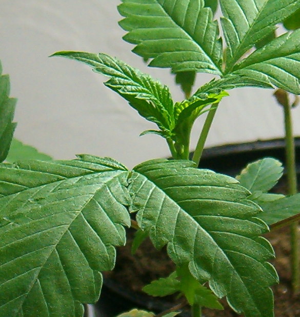 one of two white widows