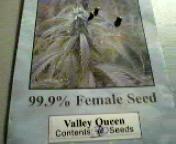 seeds