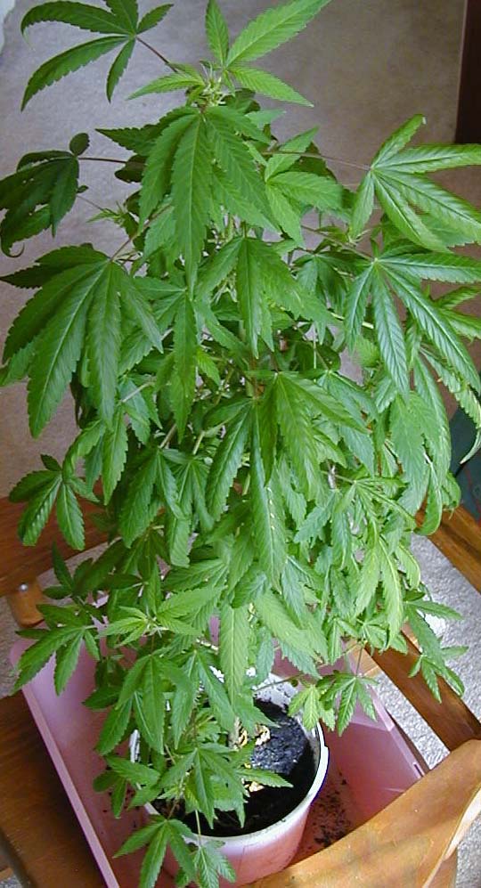 This plant is about 9 weeks old and has really started to get some thick groups of leaves.