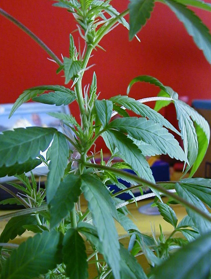 Here a shot of the buds coming in. Ive counted about 13 so far all over the plant.