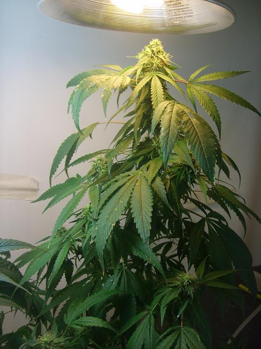 3 weeks into flowering