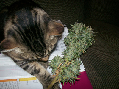 This is my little homie. He LOVES the ladies. I have to keep him far from the plants. He has a taste for the leaves. 