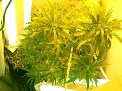 Lady #5 on day 45 of flowering. Looking Good!