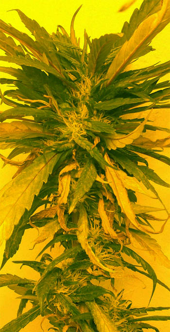 Closeup on flowering day 75. 