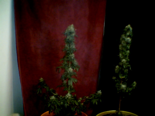 my two bitches before we harvested