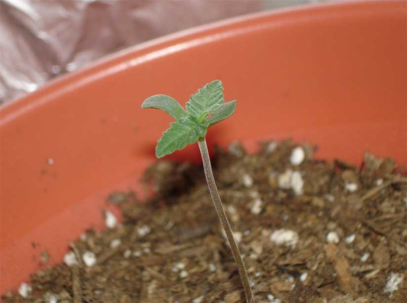 plant is alive and well. looks like it is doing quite well for being planted 4 days ago. i used my plant picture takin setting in order to get this close up. i love seeing those white crystals all over from close up.