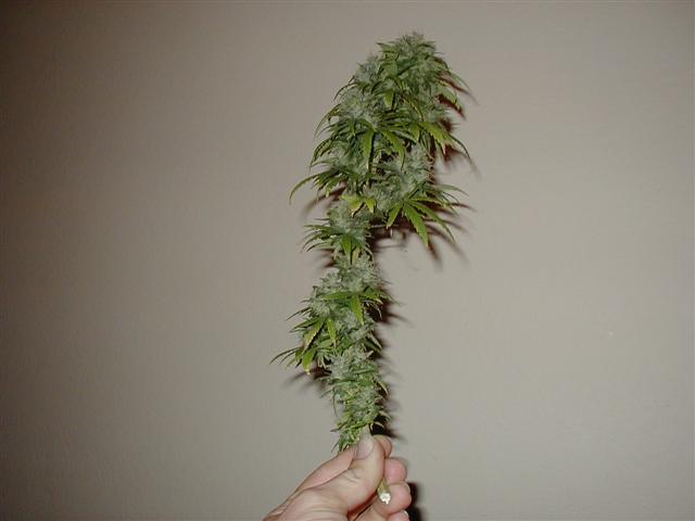 This is one the colas, it grew into my 1000W and got burned so i had to top it half way through flower