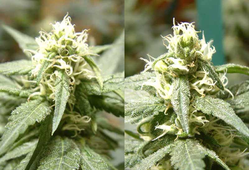 this is the 3 week bud with a 4 week pic of it side by side, check out that crystal growth!