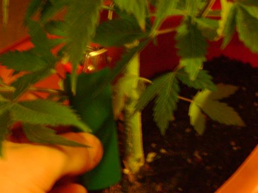 pretty thick for how short. i shake my inside plants pretty often to simulate wind frm outside. it always seems to help