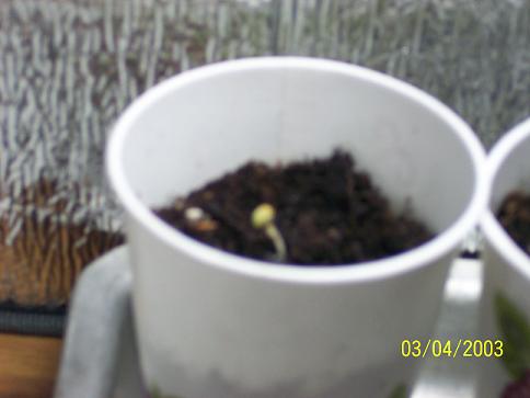 the first little seedling