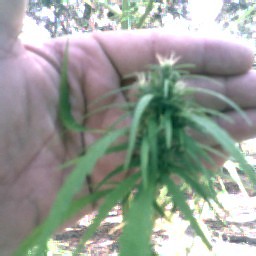 pix of bud showing lots of white hairs..  looks like all is going  very well...