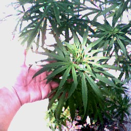 showing growth of one plant in 20 gal pot