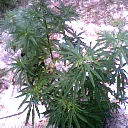 another side view of plants  in 20 gal pot that is getting big and bushy