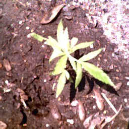 young plant being  used to test new plant beds