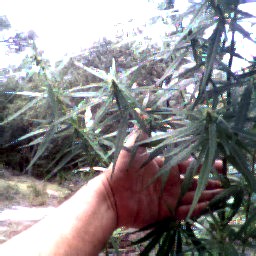 pix of a hand full of buds from one plant