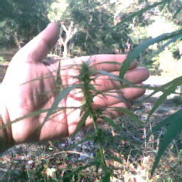 bud shot showing size