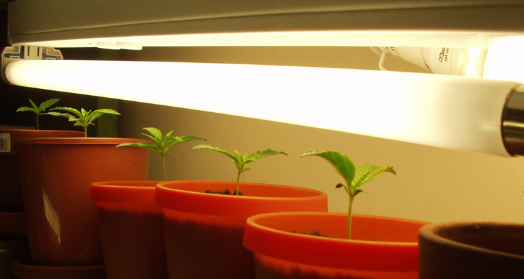 Here they all are - the seemed to realy grow in the last couple of days. And I dont think they're stretching any more.