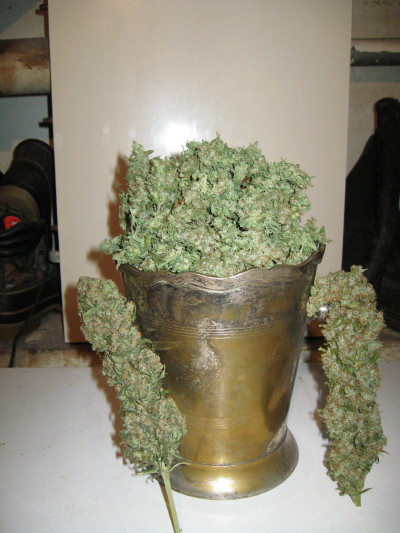 bucket of Buds