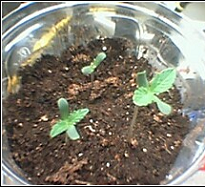 germinated in paper towels then planteed directly in soil...the best way to grow from seed. Here are the three seedlings four days after they sprouted and were planted. 