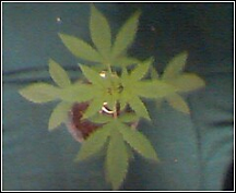 this is a top view of the bigger plant at about 2-3 weeks 