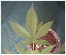 I'm not sure why I took this, maybe I was high...but it was the biggest leaf on #1