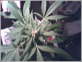 here's thew main cola, funny thing is the darn plant was almost done flowering when we found it. So I just cut off the good stuff and left a little foilage to reveg. 