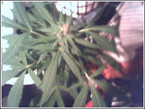 man this bud got me so high. I'll admit that this outdoor sun-ripened bud had a much better high than anything i've grown yet...makes me want to grow outside, I kinda can't though cuz I live in suburbia with a bunch of narc @$$ joe-citizens. 