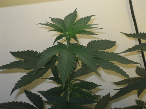 ANOTHER SILVER HAZE