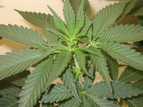 ALL MY PLANTS ARE ABOUT 2 MONTHS OLD.  I HAVE TO TRANSPLANT SOON