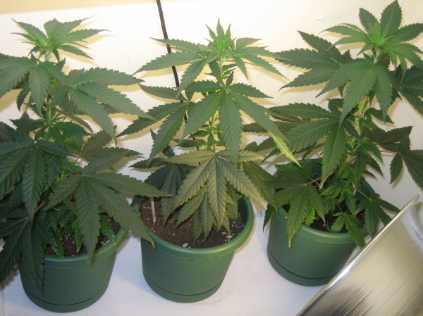 ALL MY PLANTS TOGETHER