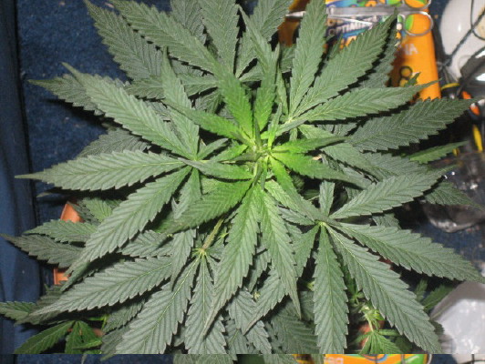 Top of my female 