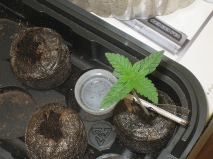 My baby Kush plant