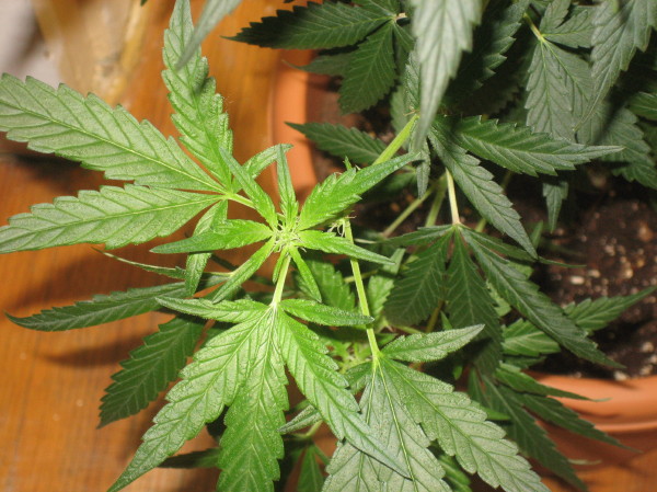 flowering branch