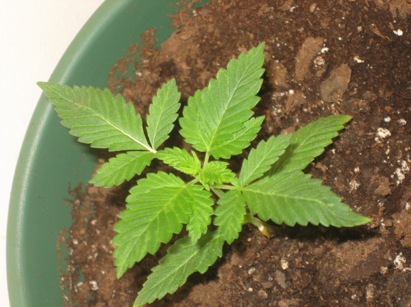 my unknown strain doing real well