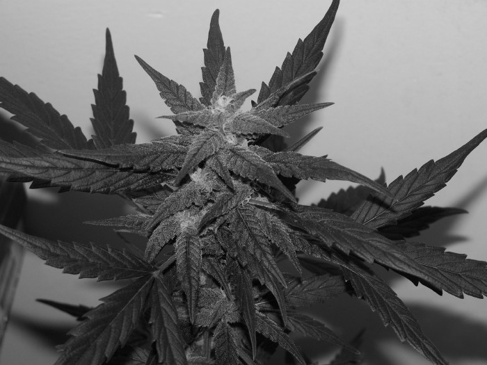 I took a pic in black and white so you can see all the tricomes forming