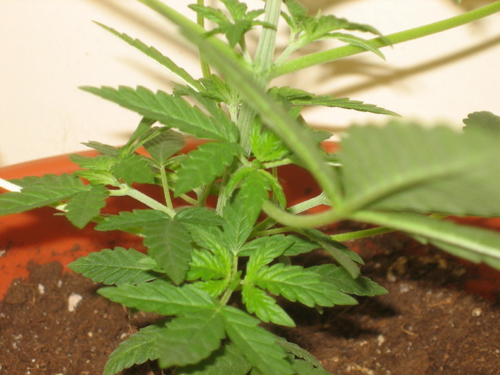 My Kush looking awsome