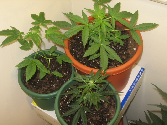 My little babys