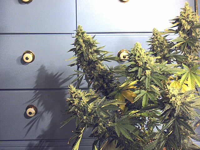 glass slipper 1 again, another point of view.  Should yield me about 2 oz.