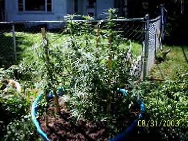 started indoors, transplanted into the pools fertilized with petersons tomato mix