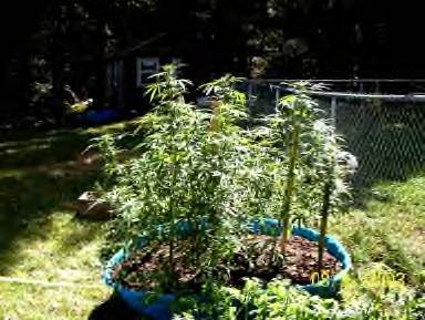 started indoors, transplanted into the pools fertilized with petersons tomato mix
